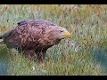 White-tailed sea eagle in 4K hand-filmed, Nikon D500 + Nikon AF-S Nikkor 500mm f5.6 E PF ED VR