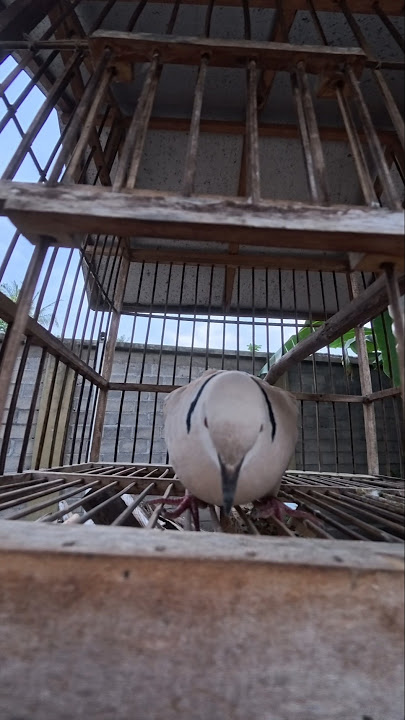 loud voice of male turtle dove #bird