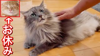 かまって欲しくて仕方ないツンデレ猫が可愛すぎた。