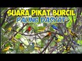 Suara Pikat Sogon Dan Burcil Paling Dasyat PART I