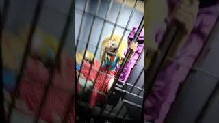 CATNAP LOCKED MISS DELIGHT IN JAIL! MY LITTLE BROTHER