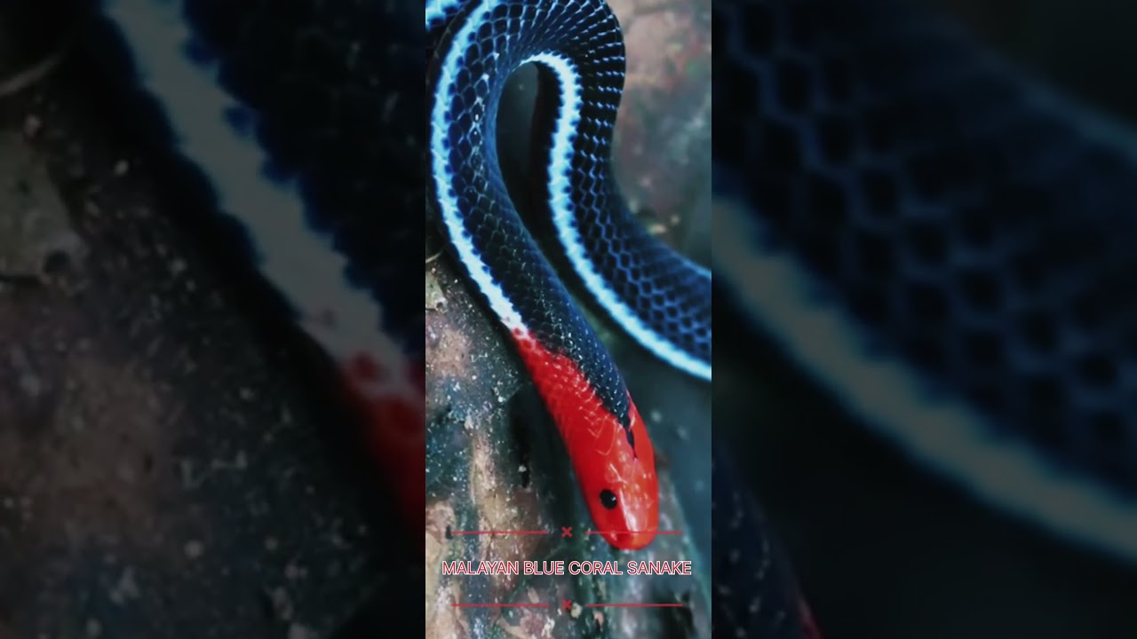 दुनिया का सबसे खूबसूरत लेकिन खतरनाक साँप | Blue Coral Snake का सच।