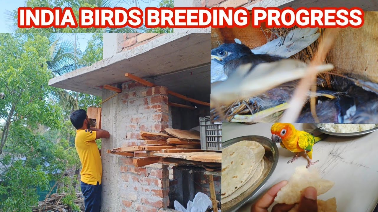 India birds breeding progress // PARROT MAA