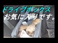 【トイプードル】ドライブボックス　お気に入りの犬がこんなになりました。
