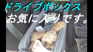 【トイプードル】ドライブボックス　お気に入りの犬がこんなになりました。