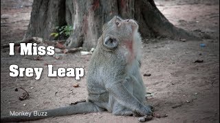 Lonely Life Sok Monkey Look Really Sad Because Missing Srey Leap - Monkey Buzz 367