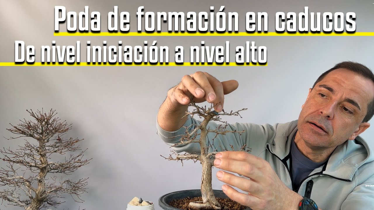 Poda de formacion para caducos  De nivel iniciacion a nivel alto.