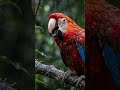 I'm A Weekend Warrior Baby 🦜 DEFQON ASMR