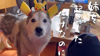 中々起きない姉を起こしたが最後、ピカチ◯ウにされてしまうシベリアンハスキー
