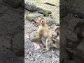 WOW! OMG! WHAT ARE YOU DOING. #funnymonkeys #animalkingdom #monkeyadventures #naturelovers