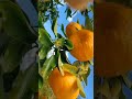 TV Novas Fronteiras - Produtor