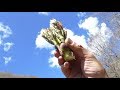 【山菜採り】8種の山菜を天ぷらにして食べ比べてみた