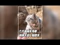zcy六大闖禍名場面,闖禍大戰一觸即發。#萬萬沒想到 #闖禍 #羊脂皂
