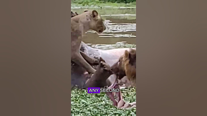 Hyenas eat hippo carcasses as bombs fall from the sky.#wildlife #animals #hyena #hippo