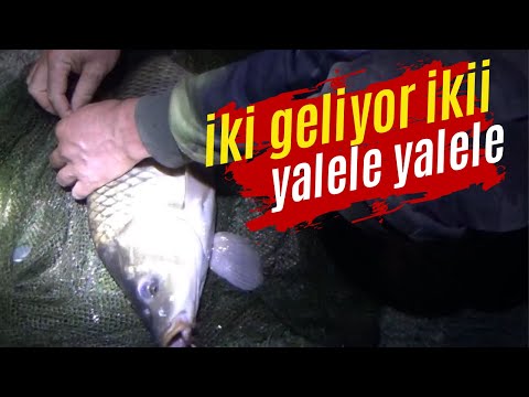 8 GÜN 8 GECE SAZAN KAMPI | 2.BÖLÜM | #Kamp#sazan#balıkavı#sazanavı#camping #fishing