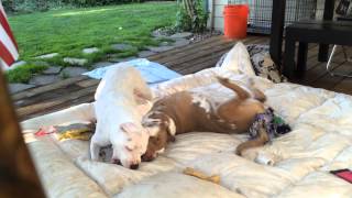 London The 2 Legged Pit Bull Wrestles His Deaf Sister