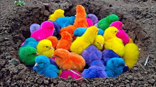 The cutest colorful chickens in the world, Rainbow chickens, Hamsters, Rabbit, ducks, Cute Animals