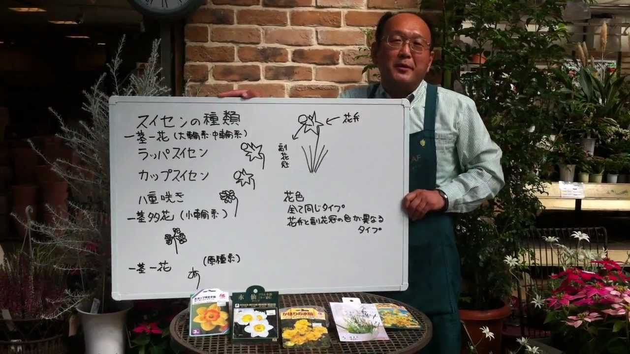 スイセンの様々な種類 - YouTube