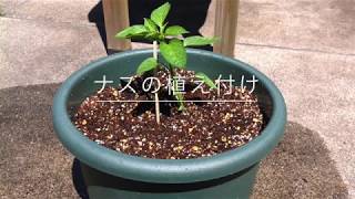プランター菜園 プランターでナスを植えよう Youtube プランター菜園 プランターでナスを植えよう Youtube