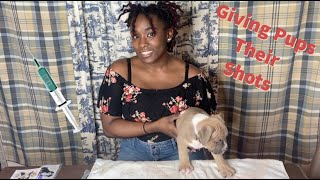 How To Give Puppies Their Shots 6 Week Old American Bully Pups