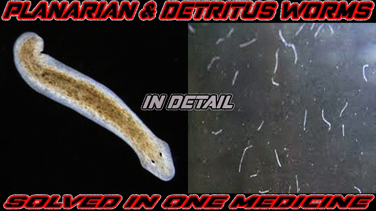 Detritus Worm And Planaria Worms In Fish Tank What Are They And How 
