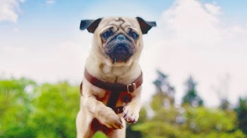 映画『パグ・アクチュアリー ダメな私のワンダフル・ライフ』の予告編／ブサカワなパグ犬が巻き起こす、恋の大騒動！