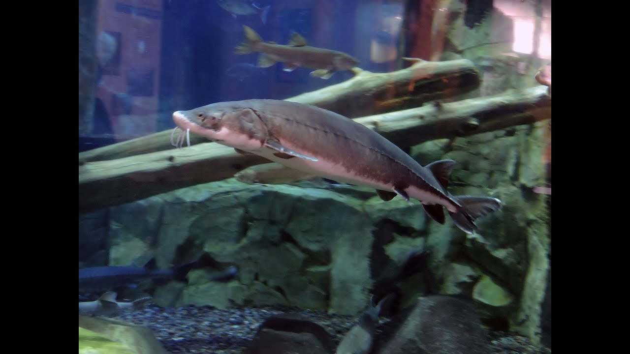 Sturgeon Feeding Great Lakes Aquarium Lake Superior Center Duluth MN
