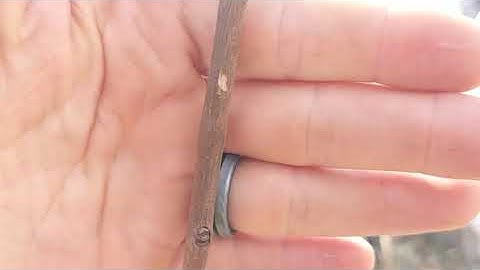 Planting Persimmon trees in the Summer Desert part 2 with scratch test.