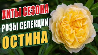 РОЗЫ СЕЛЕКЦИИ ОСТИНА. ХИТЫ СЕЗОНА - ОСТИНКИ. РОЗЫ В САДУ