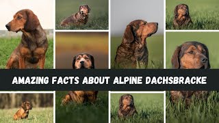 Most Amazing Facts about Alpine Dachsbracke #shorts