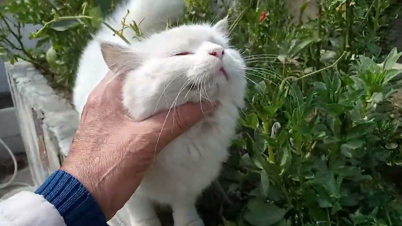 متى نزرع الكوسه الصيفى وجوله رمضانيه صباحيه