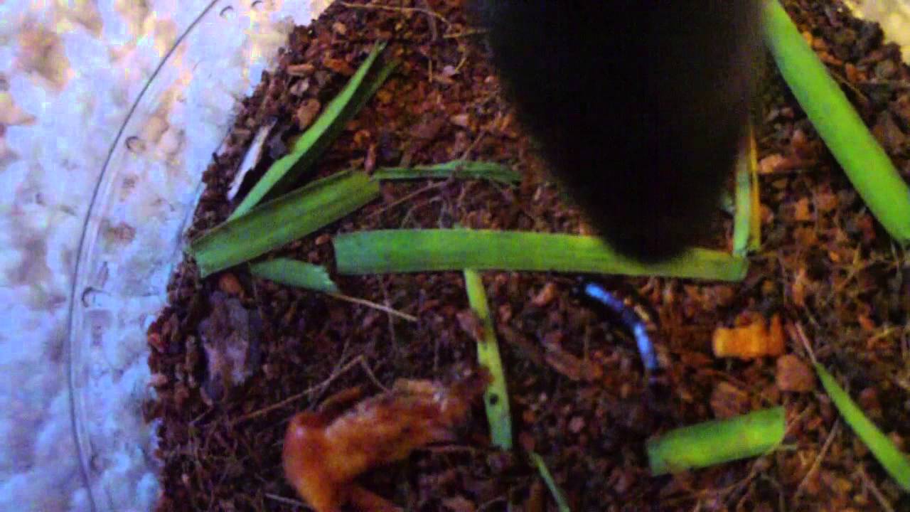 insects picture Earwigs