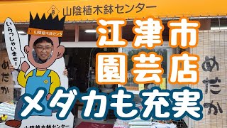 【山陰植木鉢センター】めだかも安くて人気♪色んな種類の植木鉢や園芸用品、雑貨のお店♪週末に秋の山野草展もあるそうなのでぜひ^^♪楊貴妃めだか♪松井ヒレ長♪