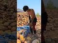Amazing high-difficulty coconut cutting skills