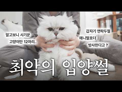 6년만에 밝히는..부잣집에 입양보냈더니 사기꾼이었던 썰