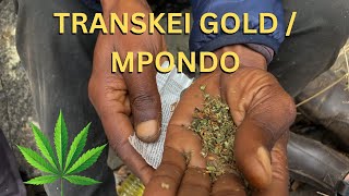 Transkei Landrace Strain Review: South Africa's "Wild Coast" Sativa 🇿🇦
