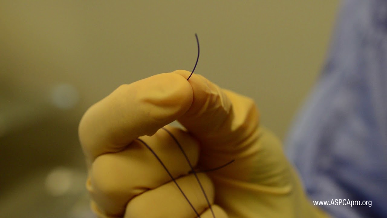 Spay/Neuter Surgery Obtaining Suture and Threading a Needle YouTube