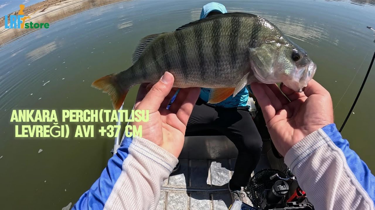 ANKARA PERCH AVI +37 CM