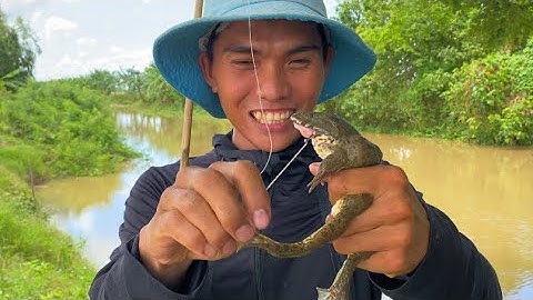 Câu Ếch Đồng Mùa Lũ Dính Toàn Ếch Bự | Xinh Cá Miền Tây