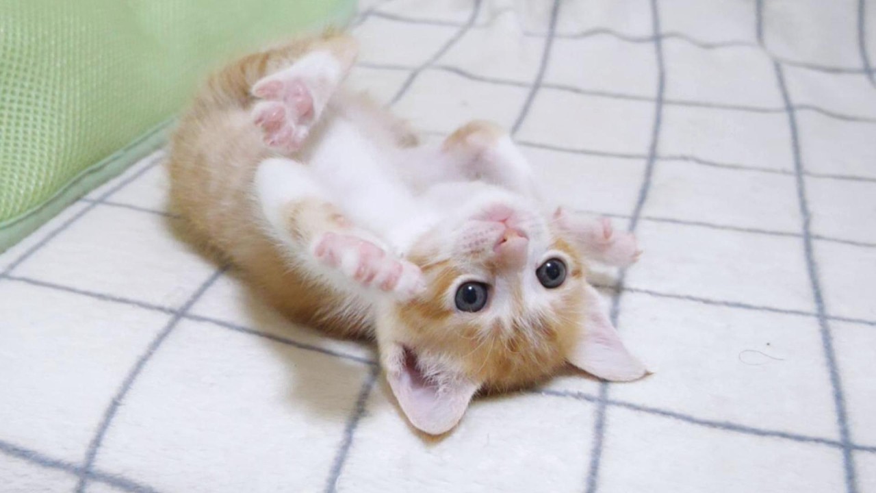 A kitten attacks the camera. - YouTube