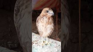 A trio of Birds of Prey from yesterday, October 7, 2023. American Bald Eagle, Red-tailed Hawk,