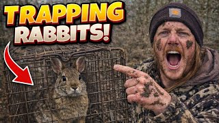 How To Trap Rabbits Using Live Traps