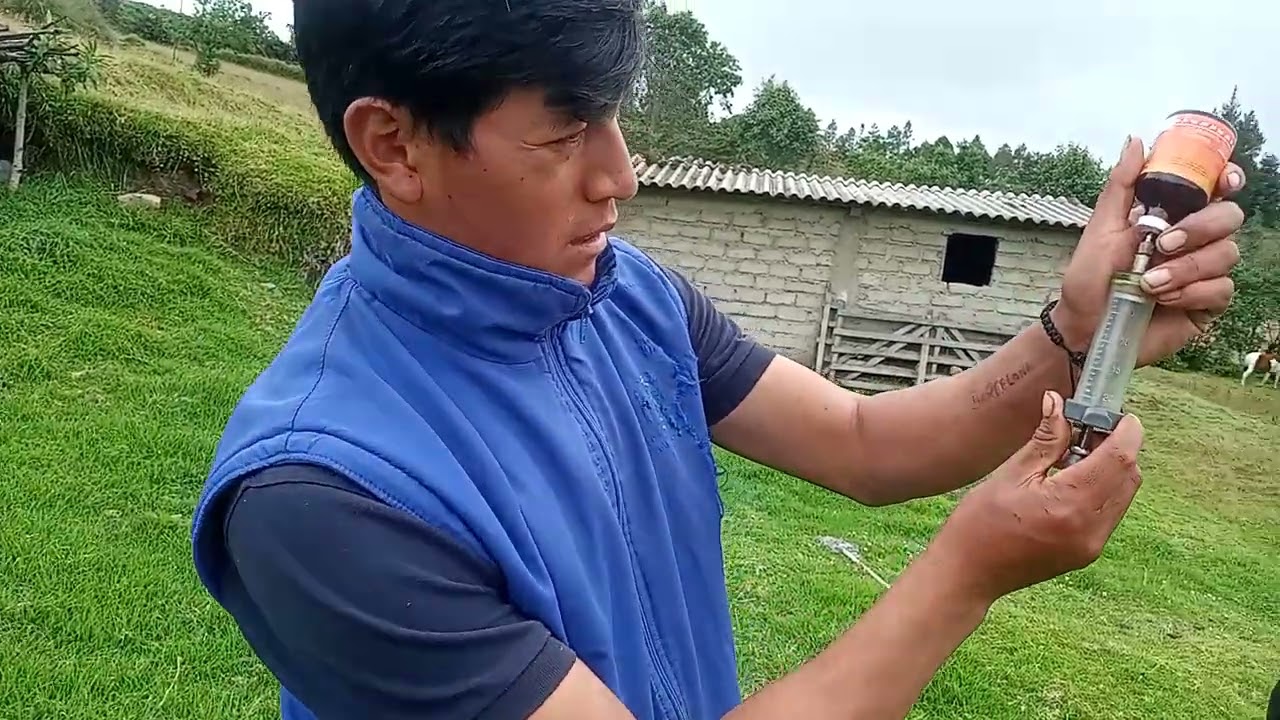 🎇Acompáñame  a vacunar  a nuestra oveja🐏  o borrego 🐑 como ustedes  lo conozcan