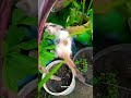 kucing kimi dikebun#petaniorganik#tanamanorganik#gardening#nature