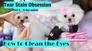 Tear Stain Obsession Part 2: How to Use Love My Eyes and Pretty Eyes to Clean Tear Stains 말티즈