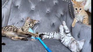 Different Colors Of Savannah Kittens