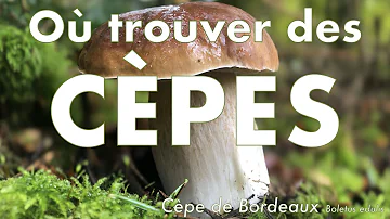 Où trouver des champignons dans le 65 ?