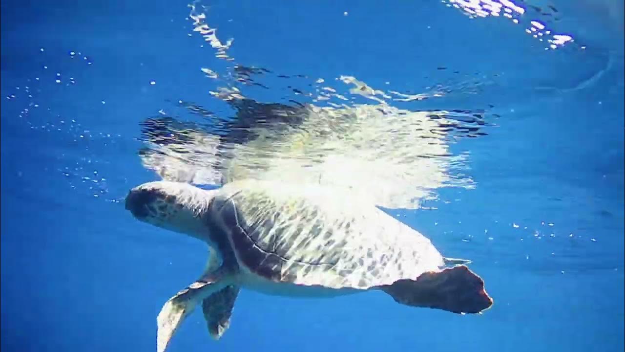 Tartaruga di Terra  CLINICA VETERINARIA GAIA