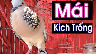 Download Lagu Tiếng cu gáy Mái kích Trống nghe là gáy 100% / Cu Mái Gáy Gọi Kích Bổi. #cumaigay MP3