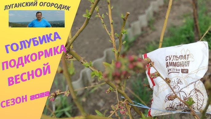 Подкормка голубики осенью на зиму. Подкормка голубики осенью на зиму